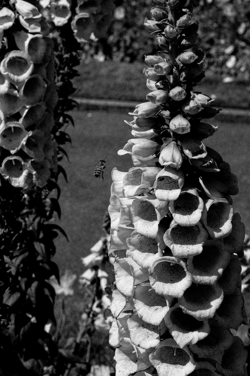 Nervous System Reset | Drops