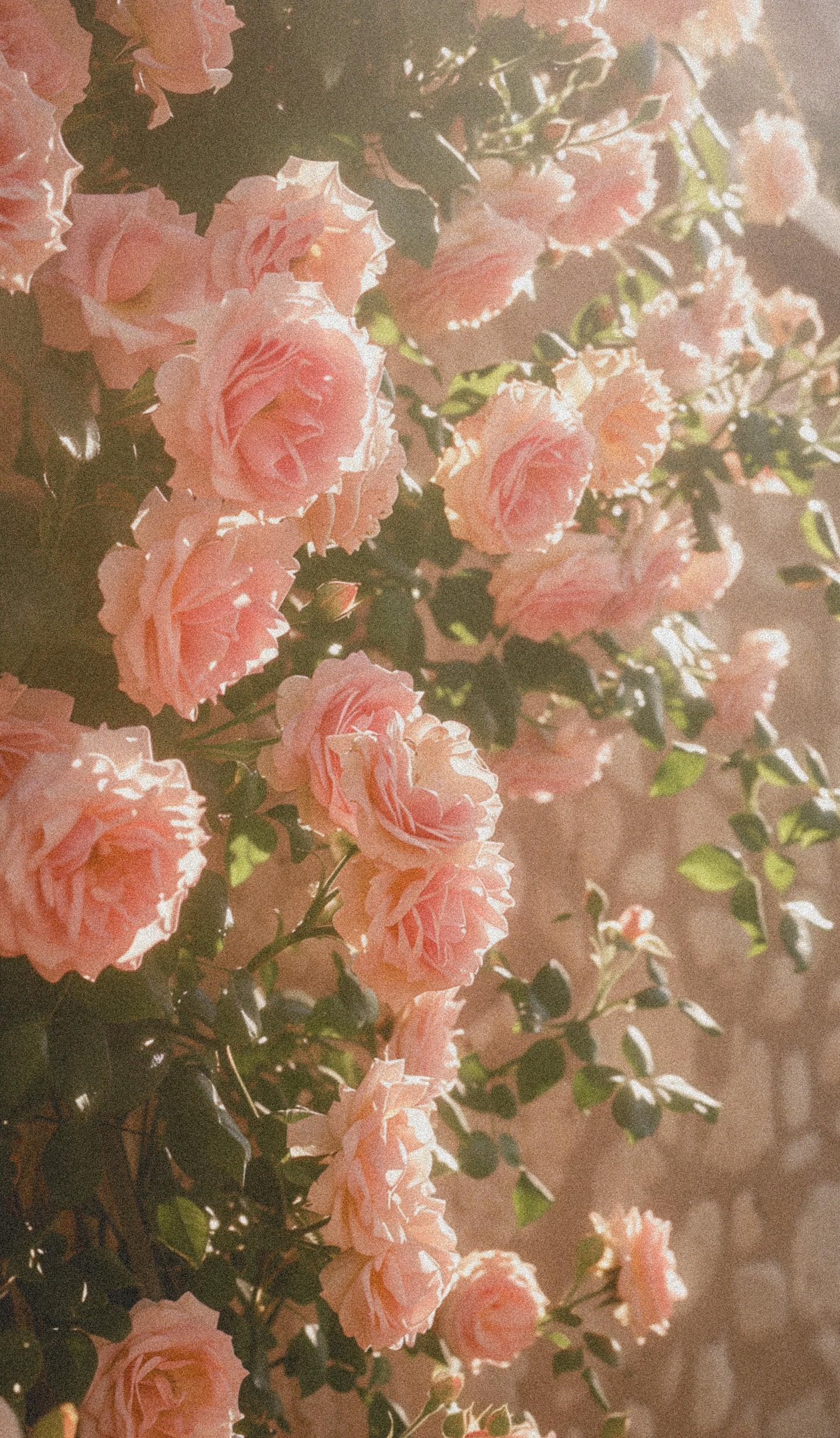 Nervous System Reset | Drops