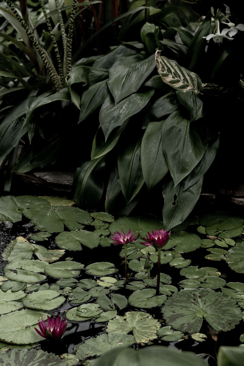 Nervous System Reset | Drops